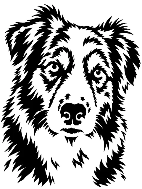 a Australian Shepherd pumpkin stencil made from the photo
