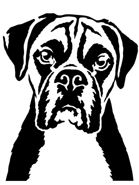 a Boxer pumpkin stencil made from the photo