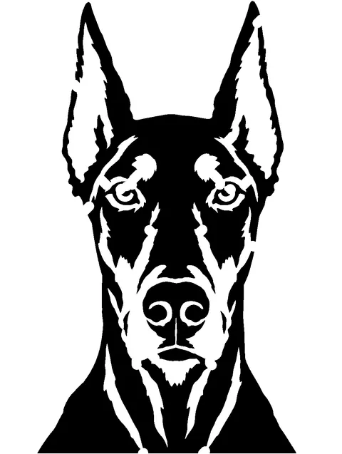 a Doberman Pinscher pumpkin stencil made from the photo