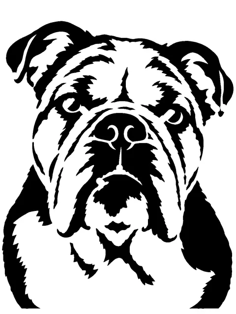a English Bulldog pumpkin stencil made from the photo