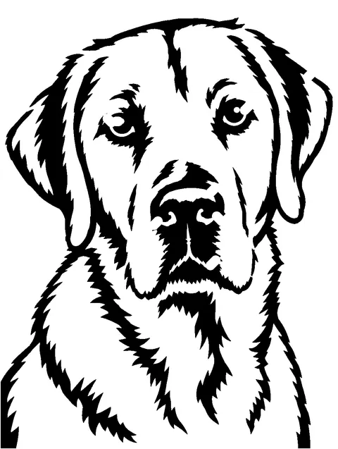 a Labrador Retriever pumpkin stencil made from the photo