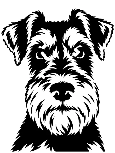 a Miniature Schnauzer pumpkin stencil made from the photo