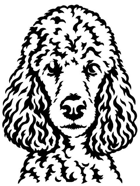 a Poodle pumpkin stencil made from the photo