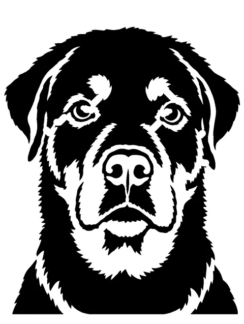 a Rottweiler pumpkin stencil made from the photo