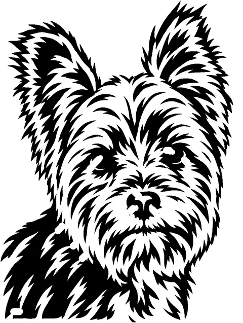 a Yorkshire Terrier pumpkin stencil made from the photo
